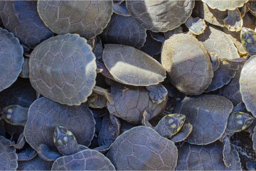 Ir a Ayahuasca entre dos mundos Ayahuasca entre dos mundos