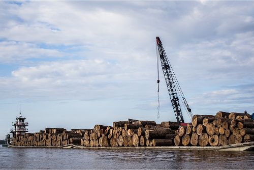 Ayahuasca entre dos mundos
